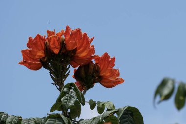 Açık büyüyen renk çiçekler yakın 