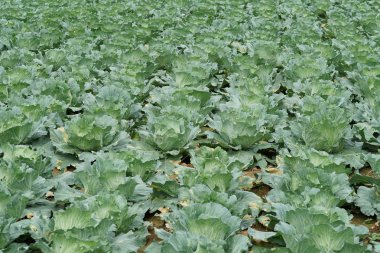 gündüz lahana ile tarım alanı görünümü