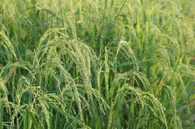 gündüz tarım alanının görünümü