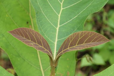 gündüz açık havada yeşil bitkilerin yakın 