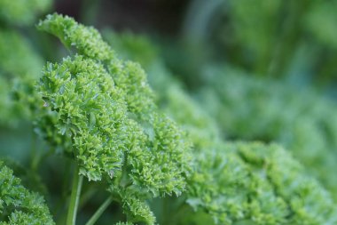 gündüz maydanoz ile tarım alanı görünümü