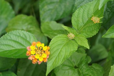 Açık büyüyen renk çiçekler yakın 