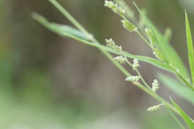 gündüz açık havada yeşil bitkilerin yakın 