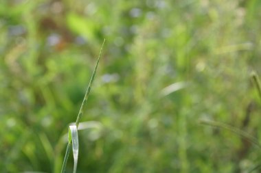 gündüz açık havada yeşil bitkilerin yakın 