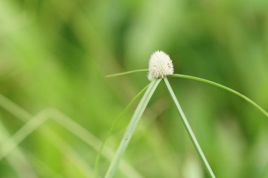 gündüz açık havada yeşil bitkilerin yakın 