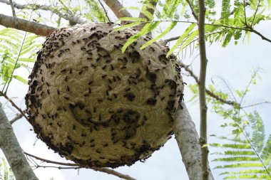 ağaç dalı üzerinde termit yuva yakın 