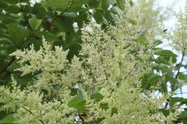 gündüz açık havada yeşil bitkilerin yakın 