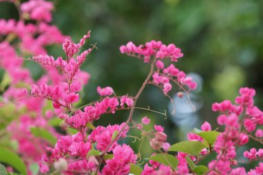 Açık büyüyen renk çiçekler yakın 