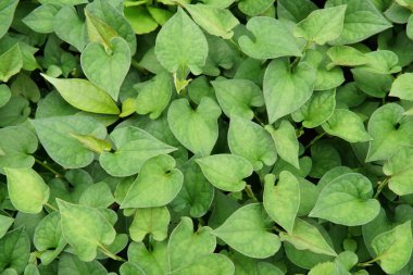 gündüz açık havada yeşil bitkilerin yakın 