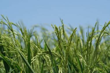 gündüz tarım alanının görünümü