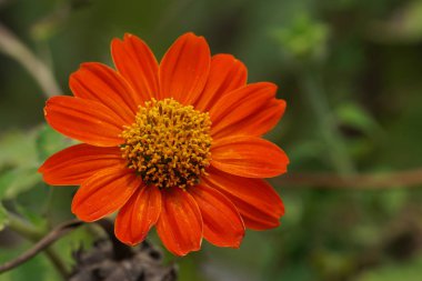 Açık büyüyen renk çiçeği yakın 