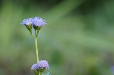 Açık büyüyen renk çiçekler yakın 