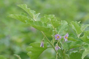 gündüz tarım alanının görünümü