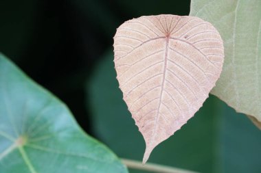 gündüz açık havada yeşil bitkilerin yakın 