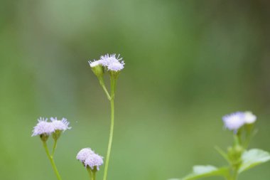 Açık büyüyen renk çiçekler yakın 