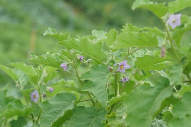 gündüz tarım alanının görünümü