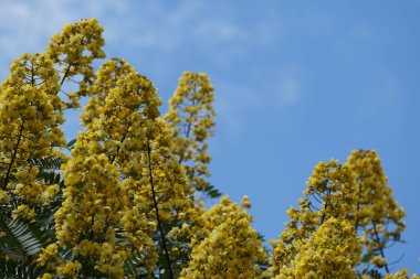 Açık büyüyen renk çiçekler yakın 