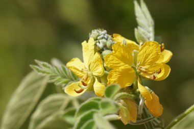 Açık büyüyen renk çiçekler yakın 