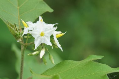 Açık büyüyen renk çiçekler yakın 