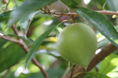 verim gündüz büyüyen meyve ağacının yakın 