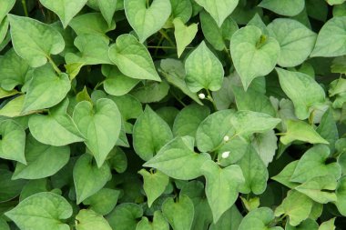 gündüz açık havada yeşil bitkilerin yakın 