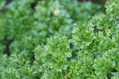 gündüz maydanoz ile tarım alanı görünümü