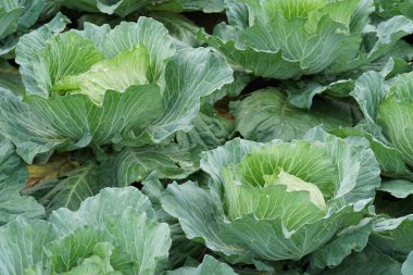 gündüz lahana ile tarım alanı görünümü