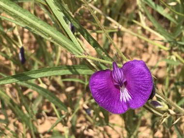 Açık büyüyen renk çiçeği yakın 