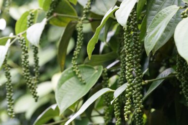 gündüz açık havada yeşil bitkilerin yakın 