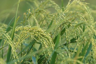 gündüz tarım alanının görünümü