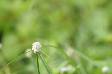 gündüz açık havada yeşil bitkilerin yakın 