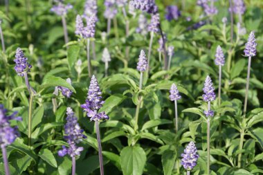 Açık büyüyen renk çiçekler yakın 