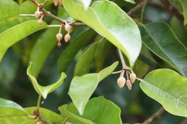 gündüz açık havada yeşil bitkilerin yakın 