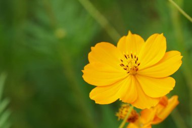Açık büyüyen renk çiçekler yakın 