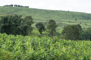 gündüz tarım alanının görünümü