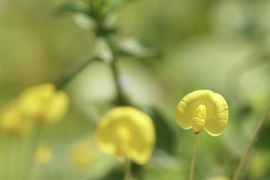 Açık büyüyen renk çiçekler yakın 