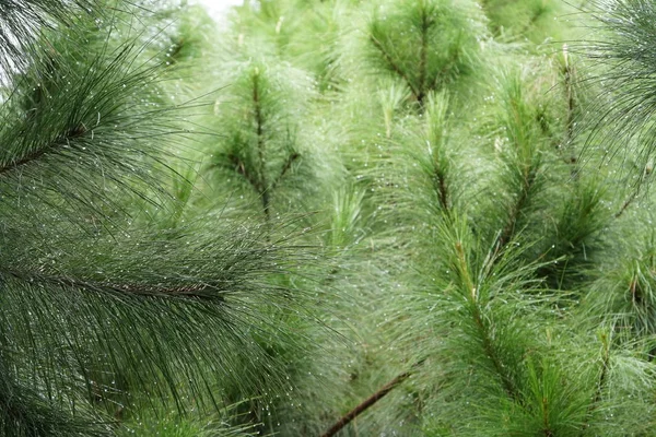 Primer Plano Las Plantas Verdes Con Los Cónyuges Aire Libre — Foto de Stock