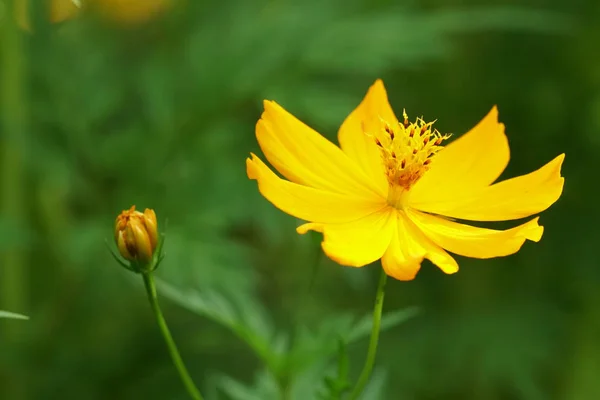 Primo Piano Fiori Colore Che Crescono All Aperto — Foto Stock