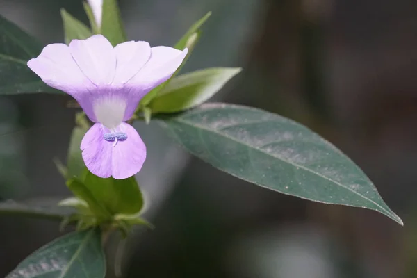 屋外で育つ色の花のクローズアップ — ストック写真