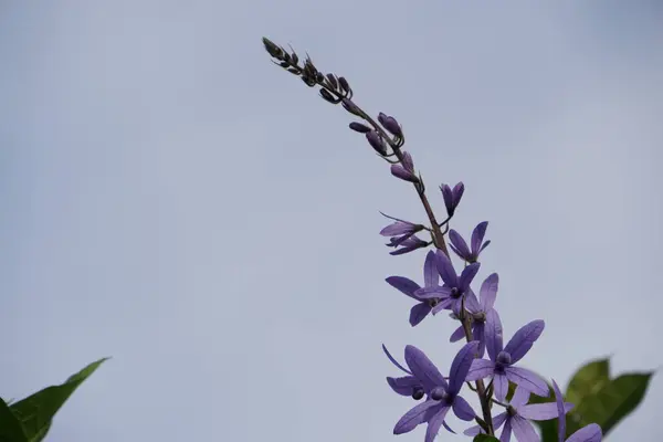 屋外で成長している色の花のクローズアップ — ストック写真