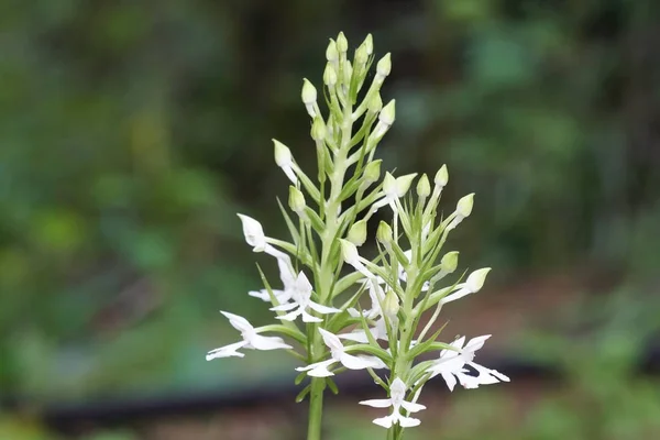 Närbild Färg Blommor Växer Utomhus — Stockfoto