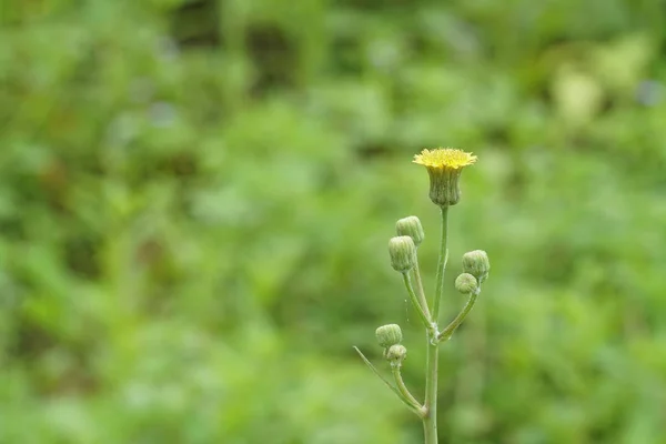 Close Van Kleur Bloemen Groeiende Outdoor — Stockfoto