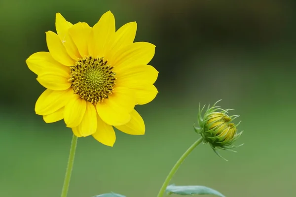 Primo Piano Fiori Colore Che Crescono All Aperto — Foto Stock