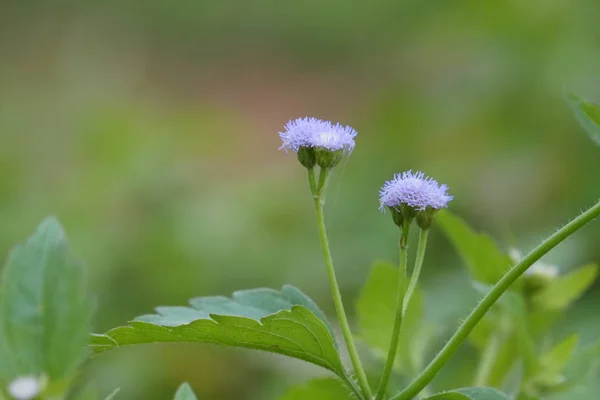 Close Color Flowers Growing Outdoor — Stock Photo, Image