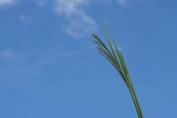 Chiusura Piante Verdi All Aperto Durante Giorno — Foto Stock