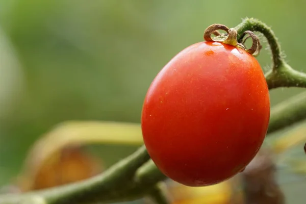 Vista Del Campo Agrícola Con Tomates Durante Día — Foto de Stock