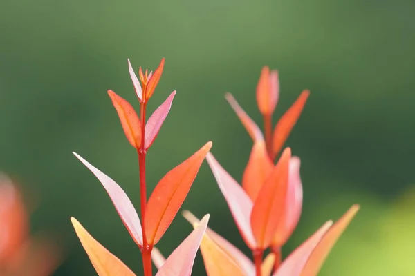 白天彩色植物叶子的特写 — 图库照片