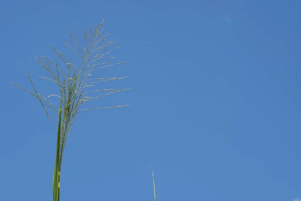 Close Van Groene Planten Buitenshuis Overdag — Stockfoto