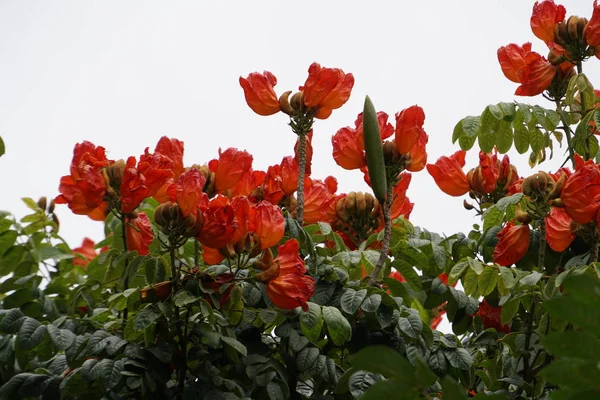 Närbild Färg Blommor Växer Utomhus — Stockfoto