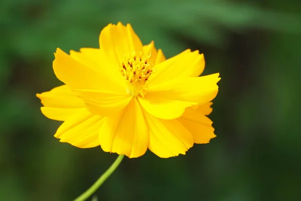 Zbliżenie Kolor Kwiat Rośnie Zewnątrz — Zdjęcie stockowe